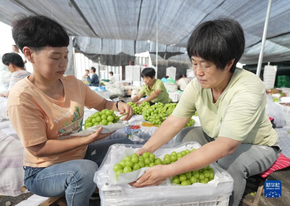 新濠博亚娱乐